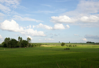 rice field with cloudy sky