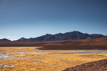 landscape with bushes and mountains in the atacama desert in chile 