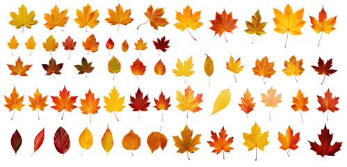 Collection set of autumn leaves isolated on transparent background. - obrazy, fototapety, plakaty