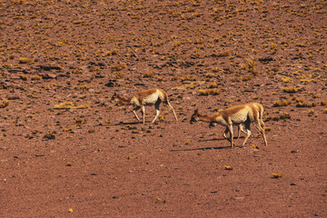 vicuñas in a landscape with lagoons and mountains in the atacama desert in chile