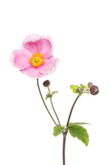 Anemone flower and foliage