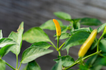 Hand with chili, farmer's hand keeping fresh chili pepper plant, Organic vegetables