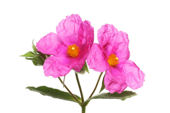 Two magenta cistus flowers