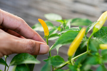 Hand with chili, farmer's hand keeping fresh chili pepper plant, Organic vegetables - obrazy, fototapety, plakaty
