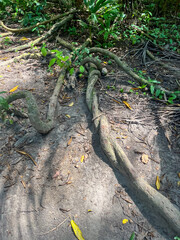 Raiz de arbol en el Parque Nacional Natural Tayrona, Santa Marta, Colombia