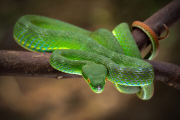 green pit viper on a branch