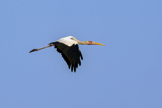 Milky stork in flight