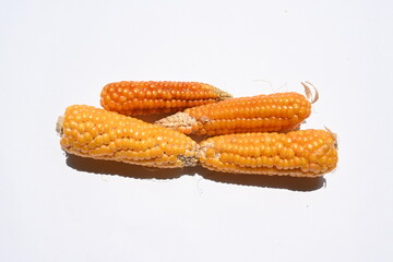 Corn cobs. Ear of corn isolated on white background. Corn Maize is a popular food of all over world. This is a complete food for humans. 