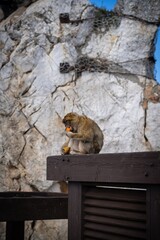 Ape eating a piece of carrot