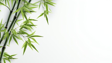 Green Bamboo Leaf on White Background - obrazy, fototapety, plakaty