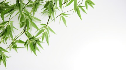 Fototapeta na wymiar Green Bamboo Leaf on White Background