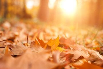 Autumn yellow oak, maple and birch leaves on the ground. Autumn fall background. Front view