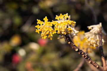 closeup of Oriental paperbush in spring