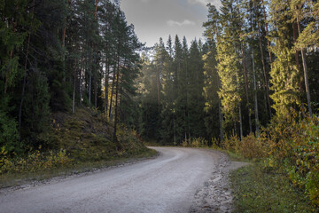 Fototapeta na wymiar Narrow winding road in yellow autumn forest, nature landscape