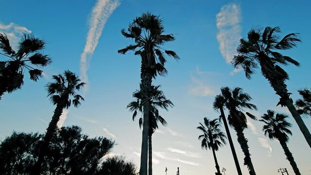 The tops of palm trees against the background of the blue sky. Palm trees on the background of the blue sky.