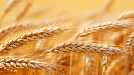 Closeup on golden wheat field or rice barley farming. Rye of barley plants harvest and agriculture background.