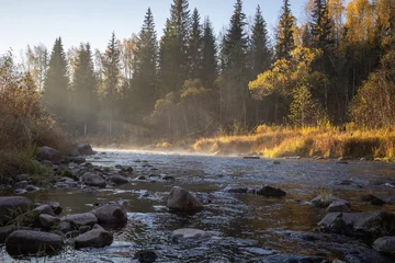 Amata river and forest in morning, Gauja National Park
