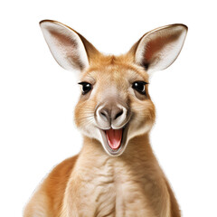 Fototapeta premium kangaroo isolated on white background