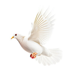 white dove On a transparent background PNG