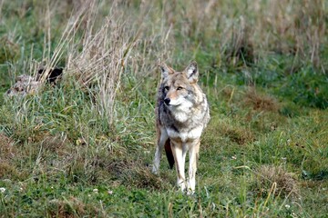 coyote