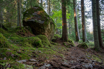 Fototapeta premium Low perspective of trail between trees and big rock