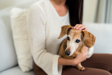 Woman pet owner cuddle her dachshund dog at home