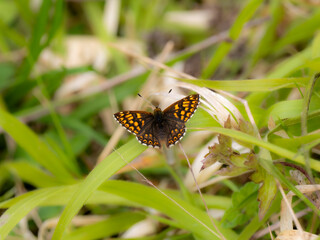 Duke of Burgundy Butterfly Resting