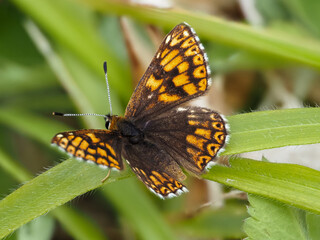 Fototapeta premium Duke of Burgundy Butterfly Resting