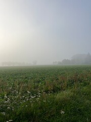 Foggy countryside view, rural landscape, mist on the field