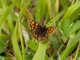 Duke of Burgundy Butterfly Resting