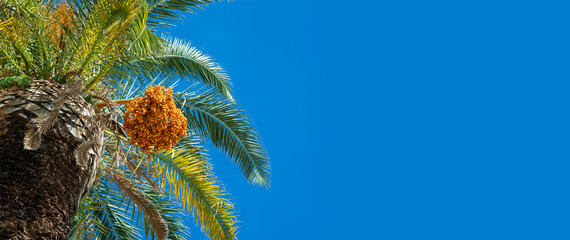 palma daktylowa na tle niebieskiego nieba, wakacje pod palmą - obrazy, fototapety, plakaty