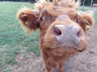 cow