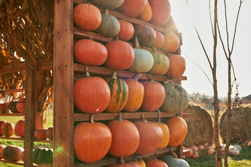 Big market stall with ripe, round pumpkins in sunny day. Close up of various of ripe pumpkins on rustic, wooden rack during harvesting season. Concept of harvesting, autumn, healthy food. 