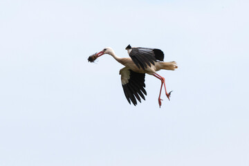 Cigogne blanche, nid,.Ciconia ciconia, White Stork, Chateau de la Rivière, Parc Naturel Régional des Marais du Cotentin et du Bessin, Manche, 50