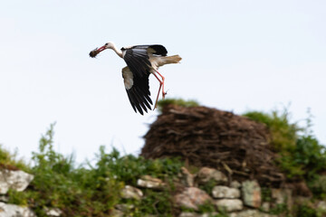 Cigogne blanche, nid,.Ciconia ciconia, White Stork, Chateau de la Rivière, Parc Naturel Régional des Marais du Cotentin et du Bessin, Manche, 50