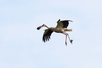 Cigogne blanche,. Ciconia ciconia, White Stork