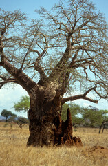 Termitière, Adamsomia digitata , Baobab, Parc national du Tarangire, Tanzanie