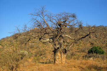 Adamsomia digitata, Baobab, Parc national du Ruaha, Tanzanie