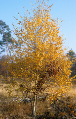 Fototapeta premium Betula verrucosa, Bouleau vérriqueux