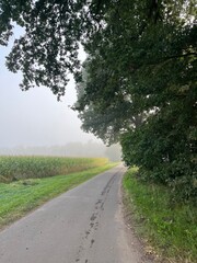 Foggy countryside view, rural landscape, mist on the field