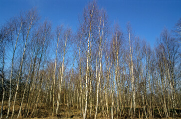 Fototapeta premium Betula verrucosa, Bouleau vérriqueux, Foret de Grosbois, 94, Val de Marne, France