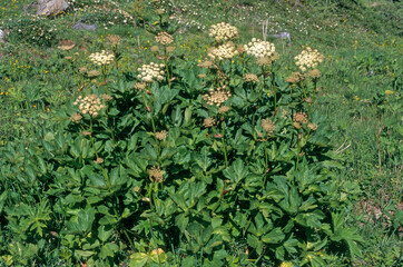 Heracleum sphondylium, Berce spondyle