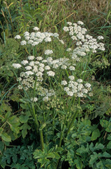 Heracleum sphondylium, Berce spondyle