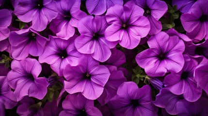 Petunia Patterns: Purple petunias laid in a distinct pattern, creating rhythm and flow against the backdrop - obrazy, fototapety, plakaty