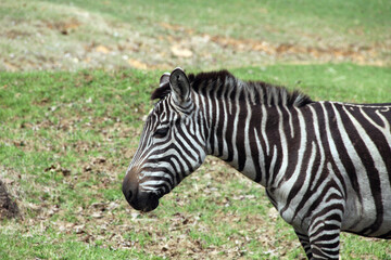 Fototapeta na wymiar Zebra enclosure at the zoo