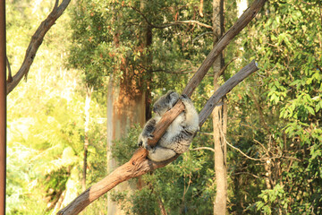 Koala bear native of Australia - obrazy, fototapety, plakaty