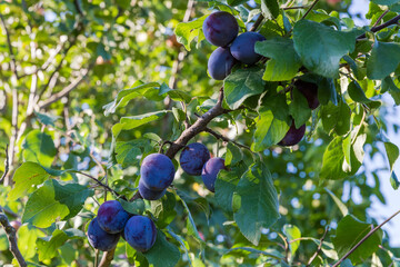 Ripe plums on the branch in morning light close-up