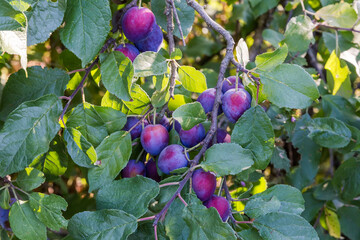 Ripe plums on branches covered with dew in morning light