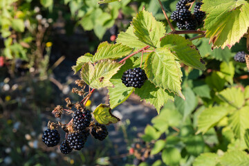 Branch of cultivated dewberry with ripe berries in sunny morning - obrazy, fototapety, plakaty