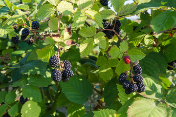Branches of cultivated dewberry with ripe berries in sunny morning - obrazy, fototapety, plakaty